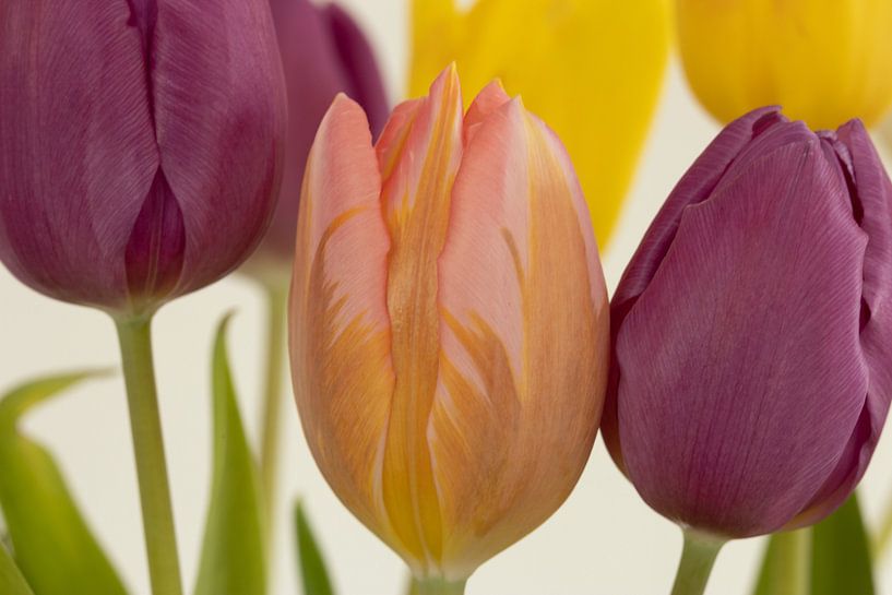Tulipes en plusieurs couleurs par Huub de Bresser
