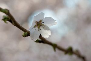 Sakura-Nostalgie von Remke Spijkers