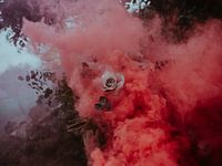 Red smoke covers the rose