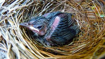 Hatched Bird