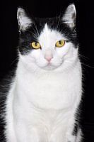 Schwarzes und weißes Katze