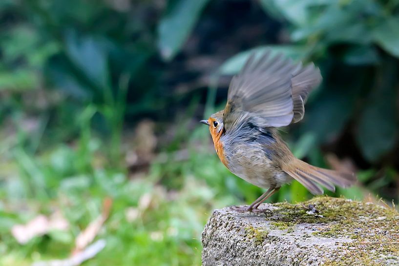 Allez Robin par Ronny Struyf