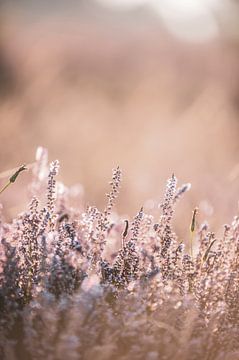 Heather in the morning light by Maria-Maaike Dijkstra