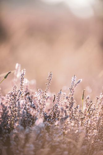Heather in the morning light