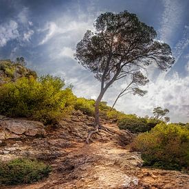 Bucht auf der Insel Mallorca mit türkis farbenem Meer. von Voss Fine Art Fotografie