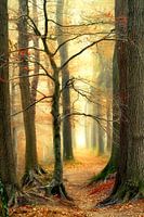 Herfst naar Winter II
