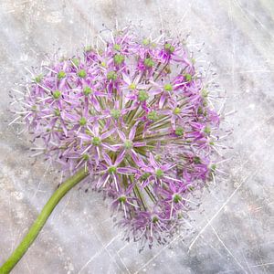 Bloem/Texturen/Flower