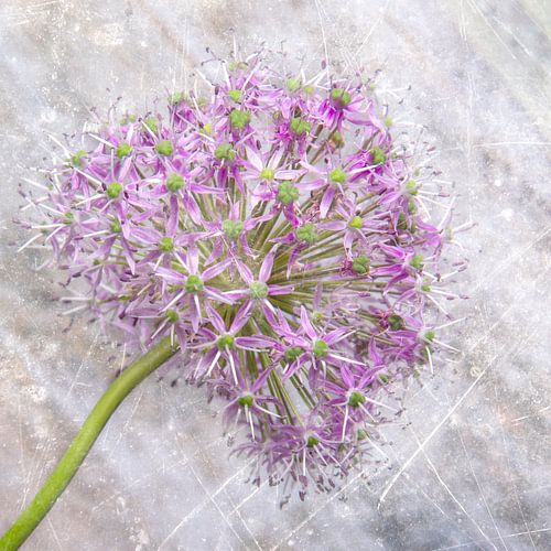 Bloem/Texturen/Flower