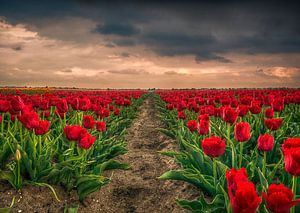 Tulpenvelden