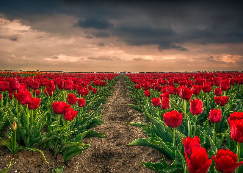Tulpenvelden von Robin Pics (verliefd op Utrecht)