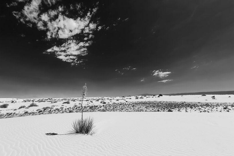 White Sands Impression Zwart-wit. van Melanie Viola