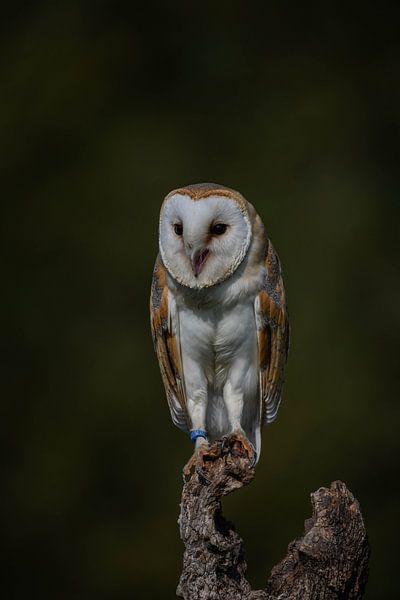 Barn owl by Erik Ramaker den Ouden