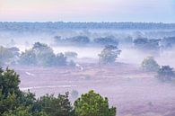 Heath landscape with fog by Teuni's Dreams of Reality thumbnail