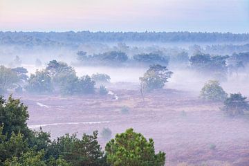 Heath landscape with fog