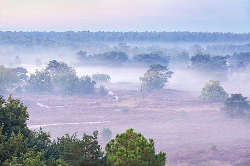 Heidelandschap met mist