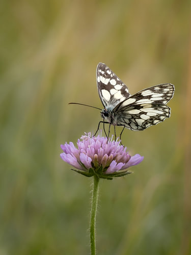 Artistic butterfly, the checkerboard