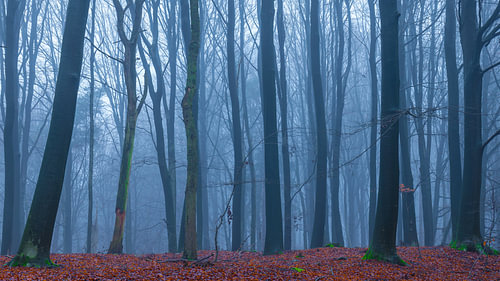 grands arbres