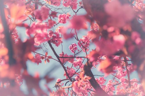 Japanse kers - sierkersenbomen in de botanische tuin in Duisburg