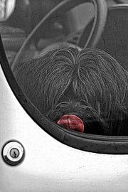 Schapendoes by Wybrich Warns