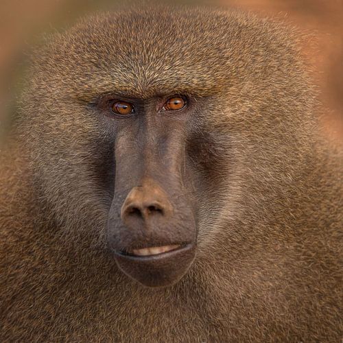 Kleurrijke baviaan close up van Laura Sanchez