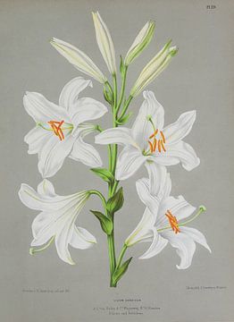 Weiße Lilien von Teylers Museum