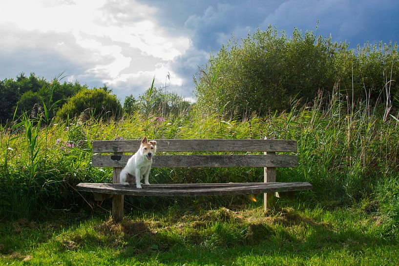 Dog in nature by Foto Pia