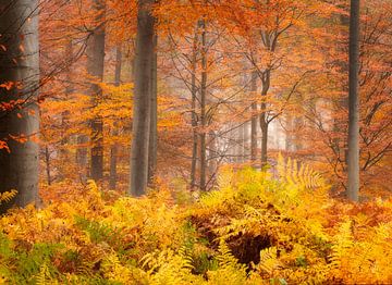 Herbst auf seiner Spitze in einem schönen Wald in den Niederlanden