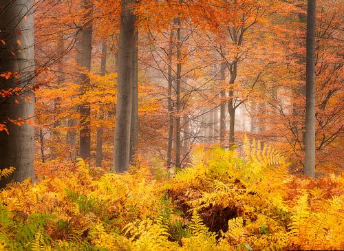 Herfst op zijn top in het Liesbos bij Breda.