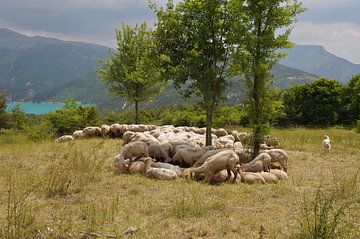 Troupeau de moutons de Provence chien de garde sur Rene du Chatenier