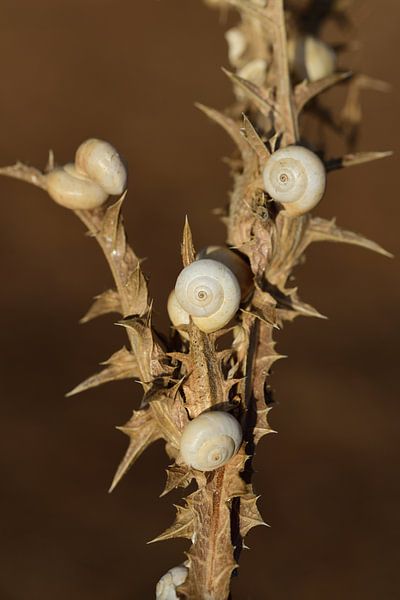 Snails on spines by Ulrike Leone