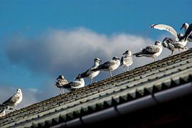 Gedränge auf dem Dachfirst