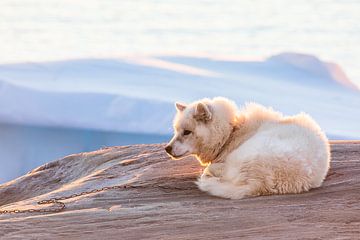 Groenlandse Hond voor ijsbergen in Aasiaat van Martijn Smeets