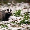 European Badger in the Snow by gea strucks