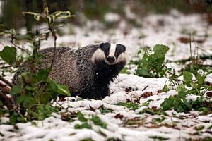 Europäischer Dachs im Schnee
