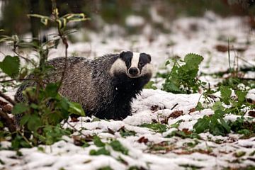 European Badger in the Snow