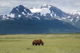 Grazing bear in Alaska by Jos Hug