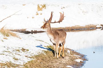 Damhirsch Amsterdam Wasserversorgungsdünen im Schnee von Merijn Loch