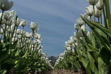 White tulips in a row