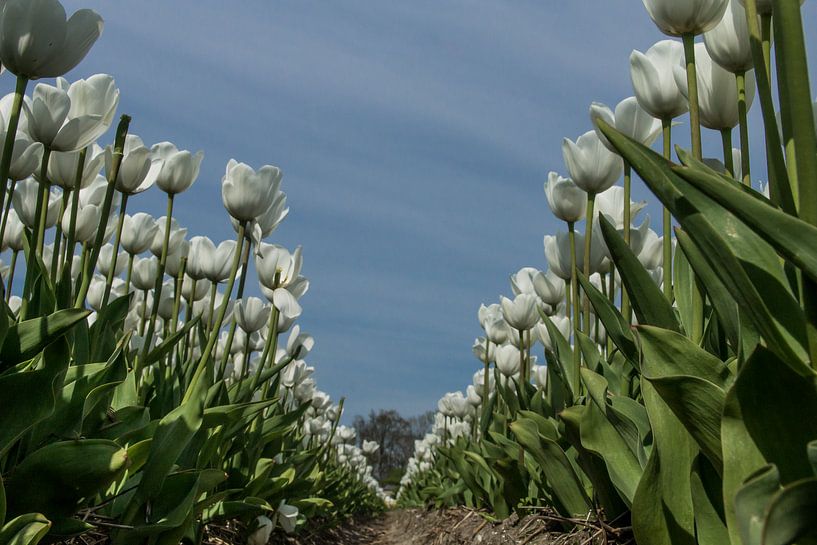 White tulips in a row by Bianca Boogerd