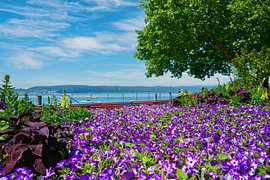 Am Ufer des Bodensee von Reiner Würz / RWFotoArt