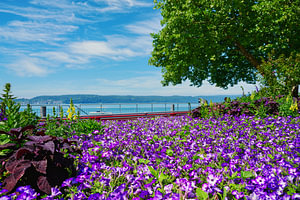 Am Ufer des Bodensee