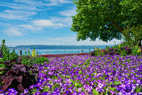 Au bord du lac de Constance sur Reiner Würz / RWFotoArt