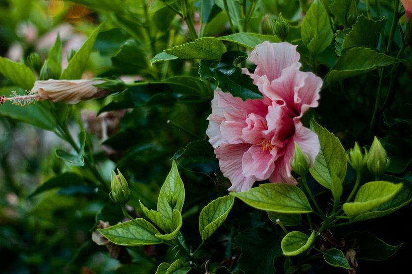 Fleurs par Helene Peters
