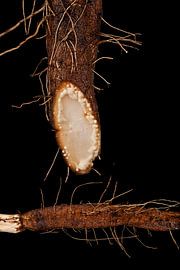 Scorzonera. sur Fotogallery