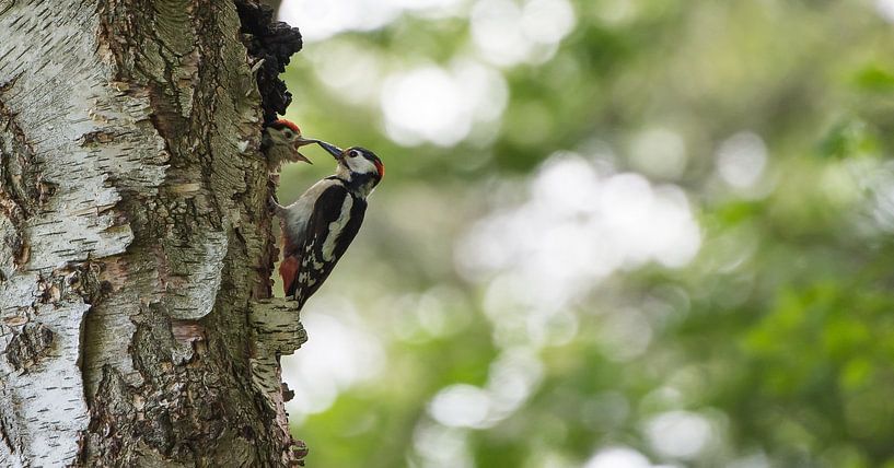 Pic épeiche avec un jeune par Danny Slijfer Natuurfotografie