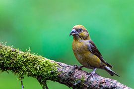 Mund zu Mund von Jaap Tempelman