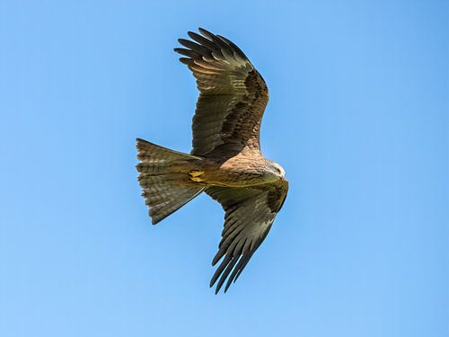 Black Kite in Flight