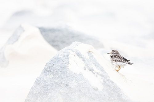 Paarse strandloper in storm