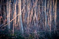 feu de forêt