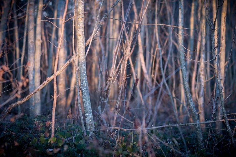 Waldlicht von Severin Frank Fotografie